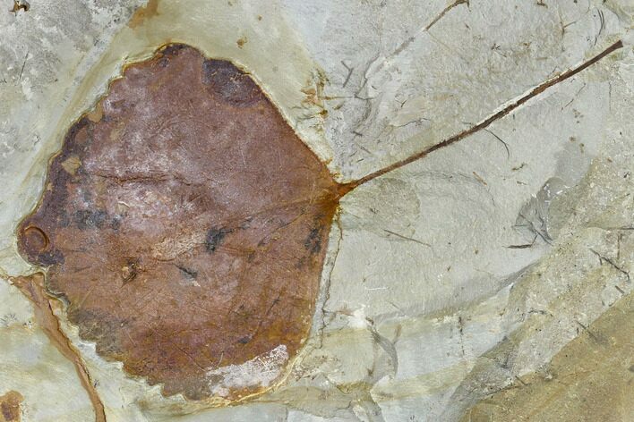 Fossil Leaf (Zizyphoides) - Montana #113134